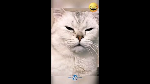 the best funny 🤣🤣