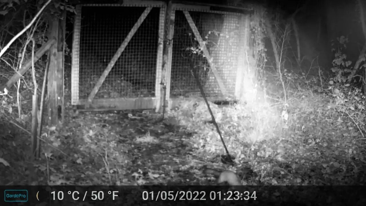 Wildkamera am Tor / Wildlife camera at the gate
