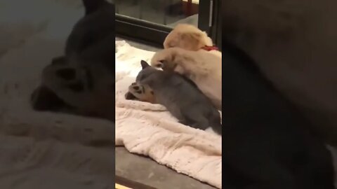 Forever frens...🐈🐾🐶❣️ #shorts #animals #puppy