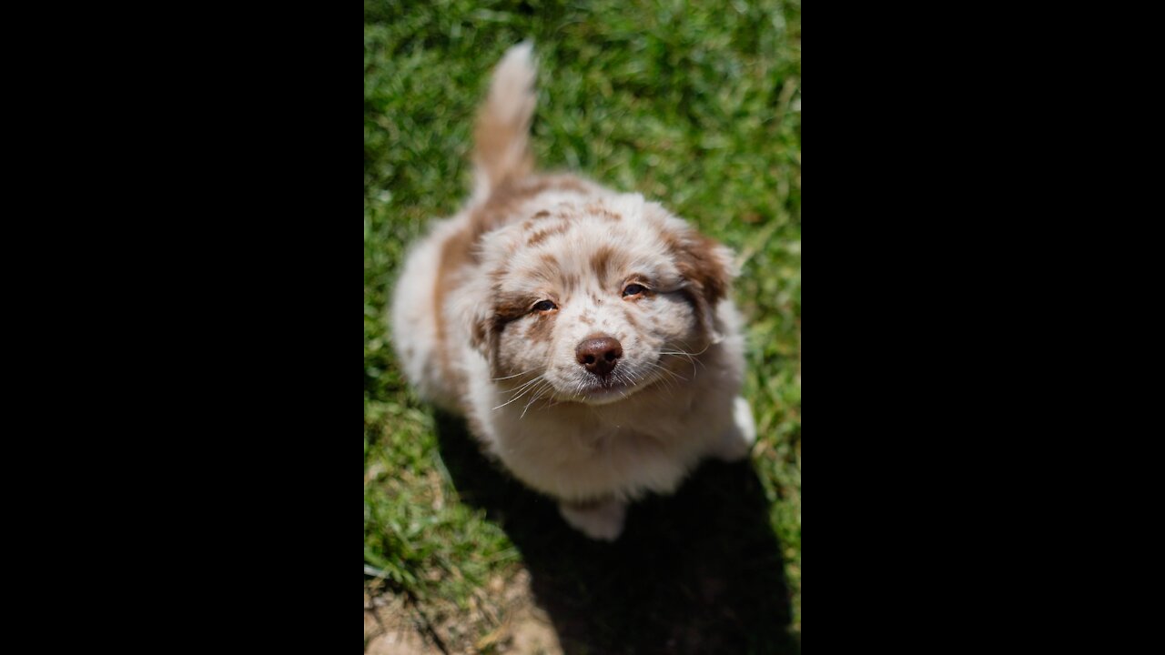 funny dog video Puppy playing on the rocks