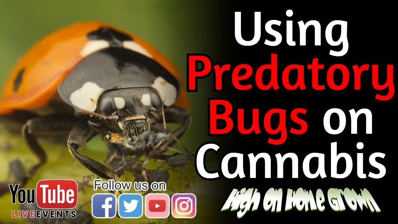 Predatory Bugs: The Natural Solution for Pests in Your Grow Room | Cannabis News | HOHG Episode 139