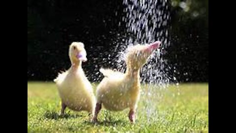 Runaway Duck