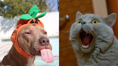 OMG So Cute❤️ Funny Cats and Dogs💕 #24