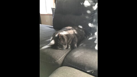 Luna the Cat Loves to Sleep