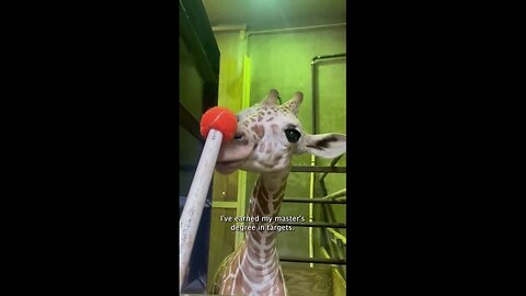 Giraffe Delivers 'Day In The Life Vlog' At Local Zoo
