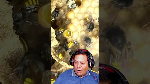 Isso um dia vai virar uma abelha PARTE 02 🐝😱 #Shorts