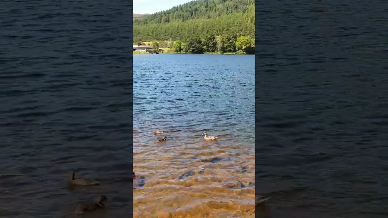 3 little ducks on Loch Oich Scotland