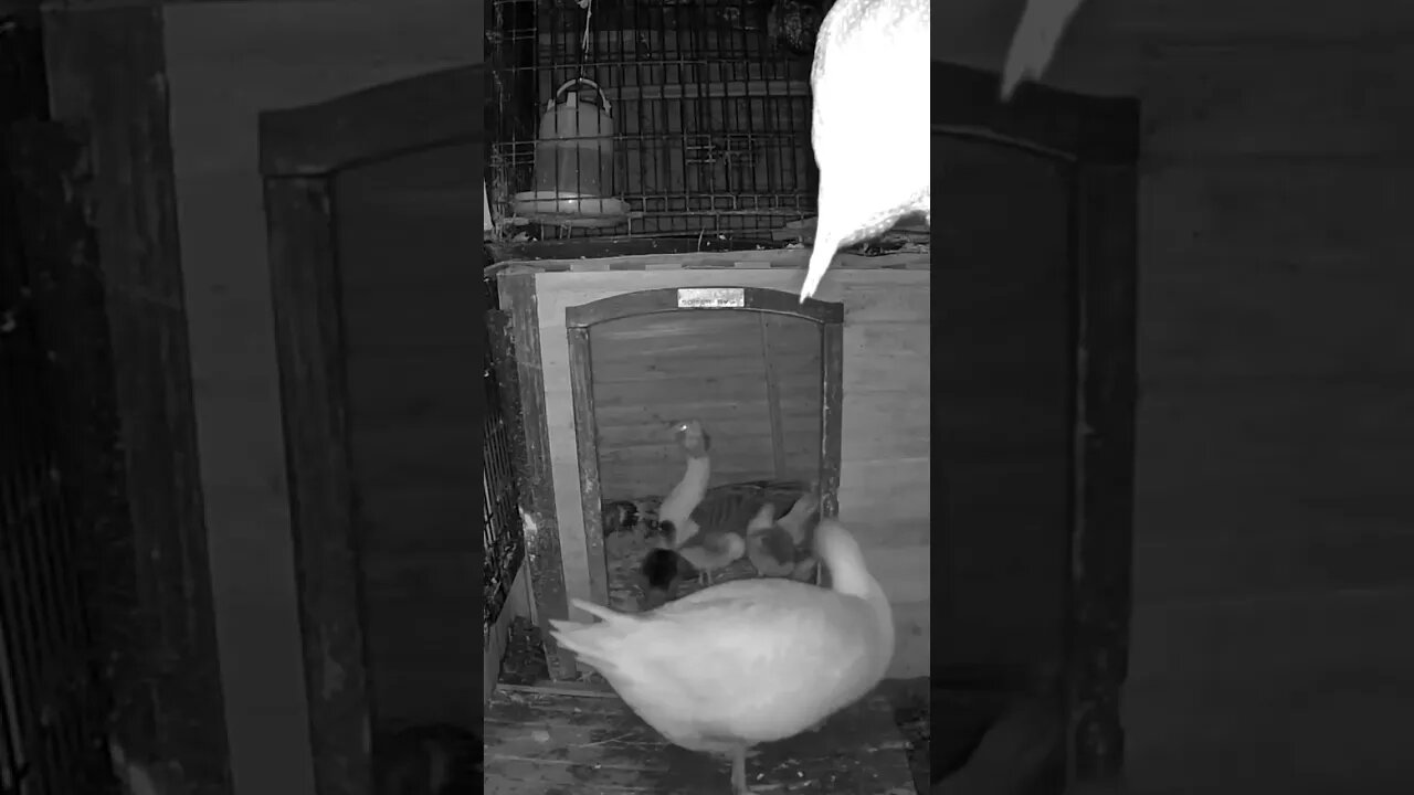 Gosling up in the middle of the night