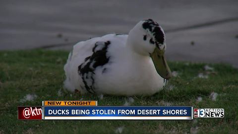 Residents say ducks being stolen from Desert Shores