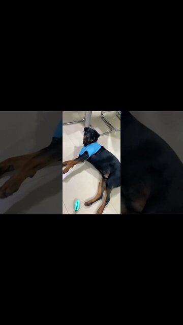 Mum It's A Bit Snug 🤣 Spoiled Rottweiler 🤷‍♀️ #Shorts #rottweiler #dogs