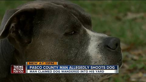 Pasco County man arrested after shooting neighbor's dog when it came in his yard