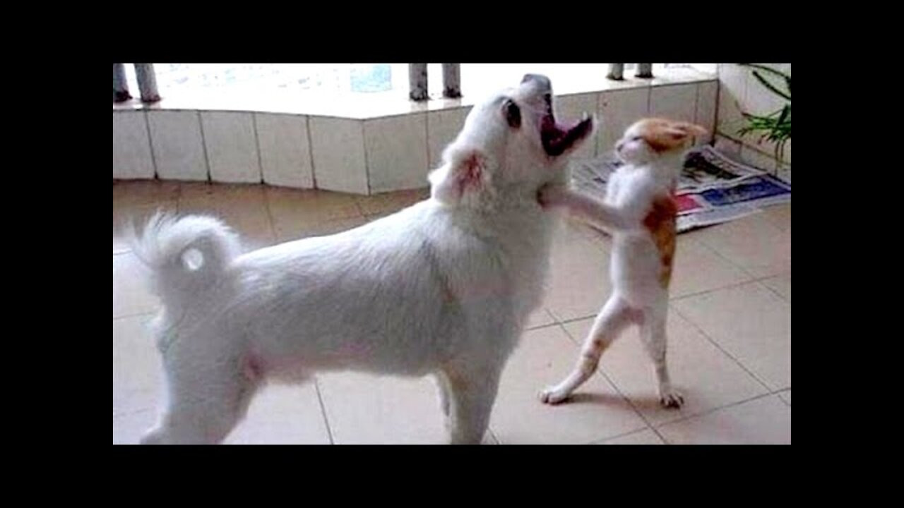 Watch these animals go CRAZY - TRY NOT TO LAUGH(Really Funny)