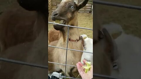 #goats #homesteading #farmanimals #cuteanimals #snacks #treats #farmlife #homesteadlife #farm