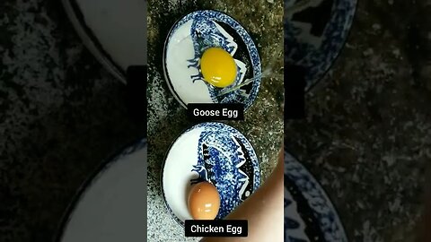 #goose #chickens #layers #homesteading #homestead #farmanimals #farm #farmlife #homesteadlife #eggs