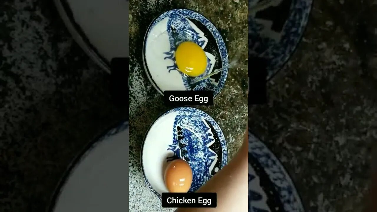#goose #chickens #layers #homesteading #homestead #farmanimals #farm #farmlife #homesteadlife #eggs