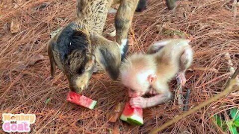 How to train baby monkey | Cute Monkey and Goat