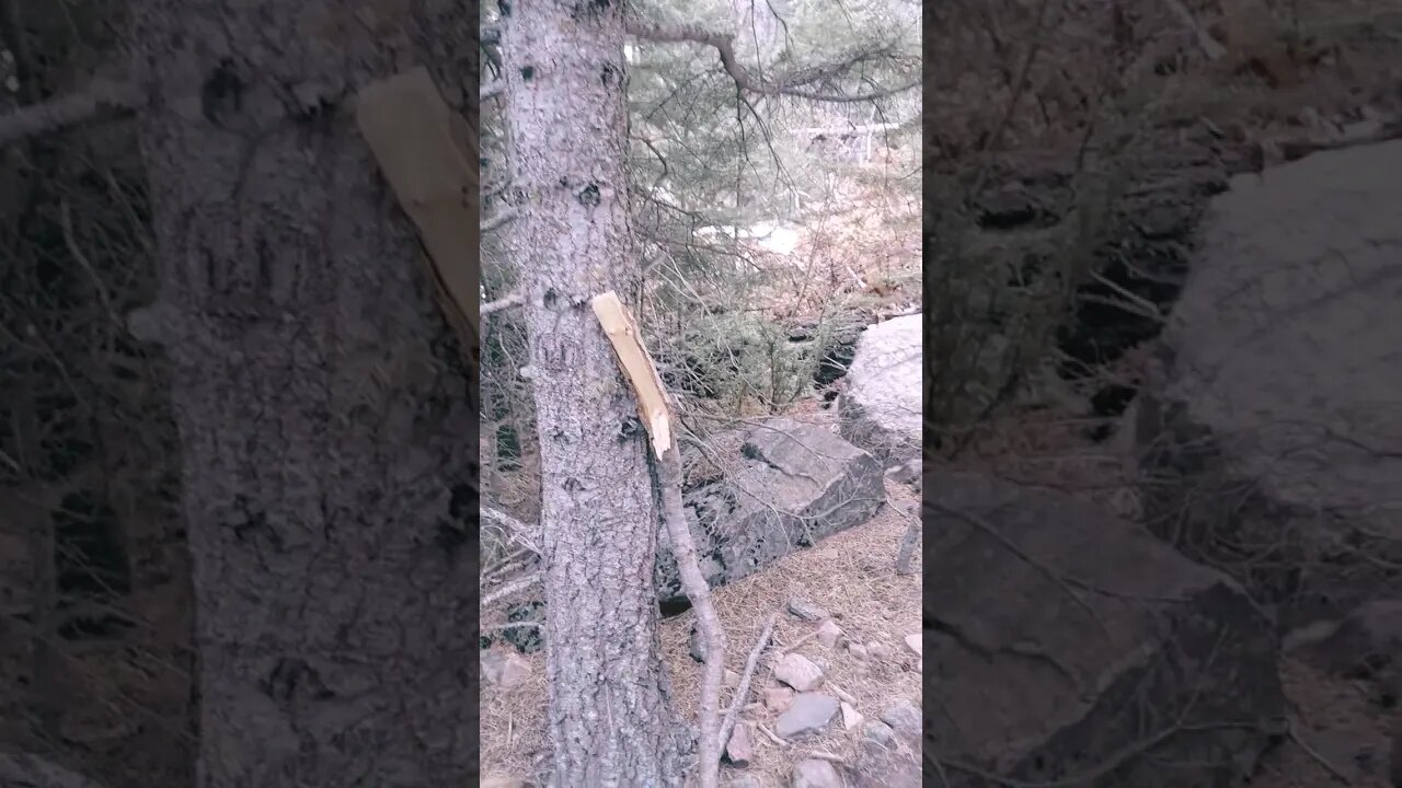 Curiosities in the woods! Can you solve its mysteries PT2 #sasquatch