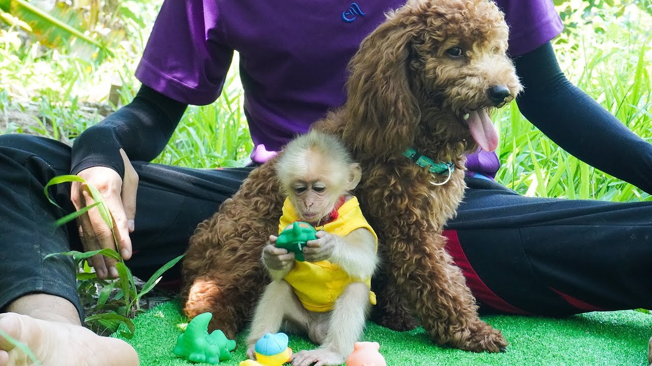 Monkey BiBi and BoBo play friendly with cute Pin Poodle