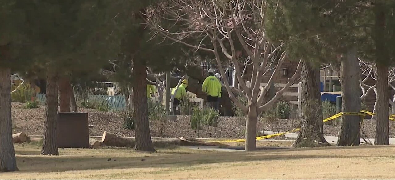Landscapers busy with clean up after weekend windstorm