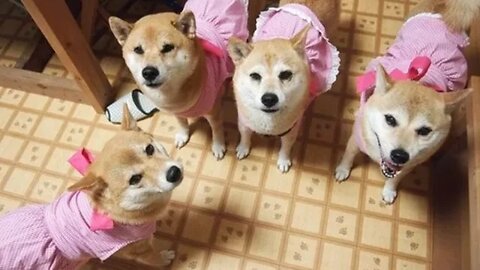 Shina inu may not be ( SHI ).