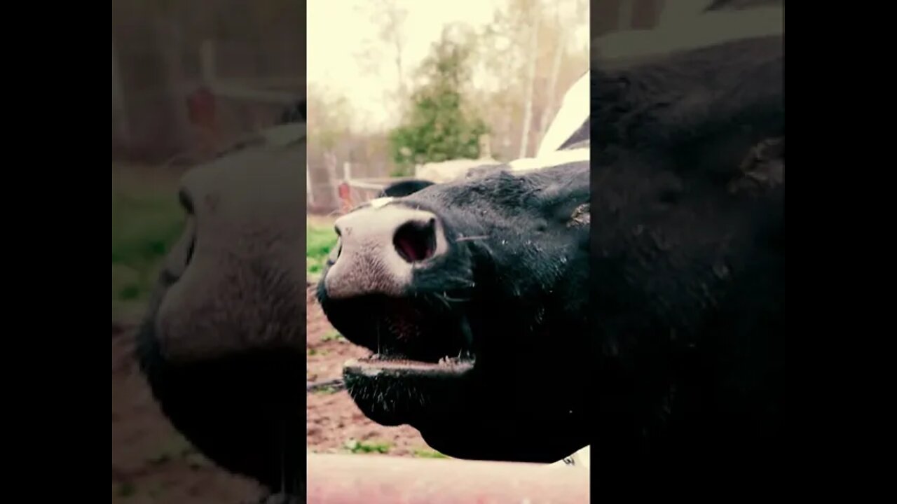 Terrifying Cow Scream #Short