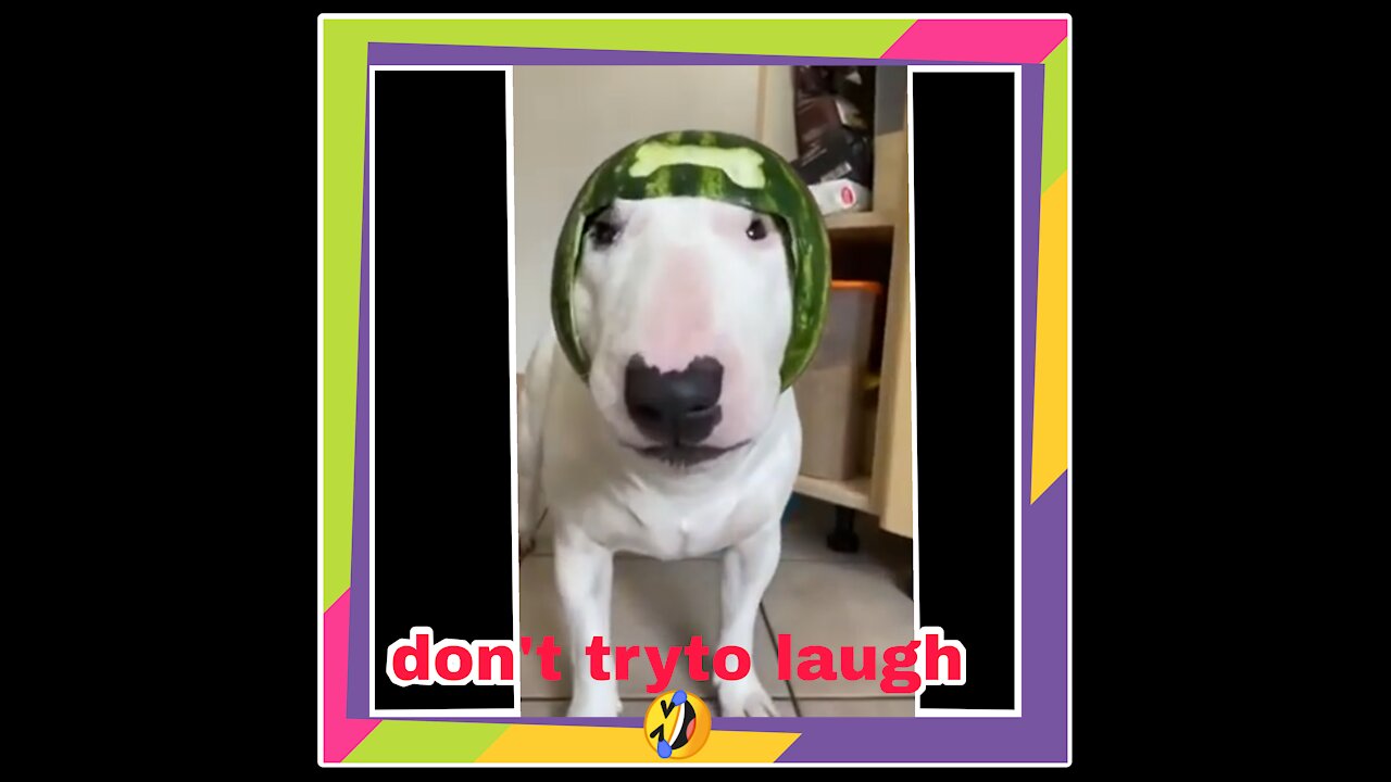 Smart and funny dog vide0