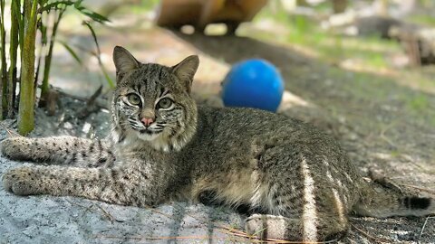 Kitten Furever- Summer Bobcat