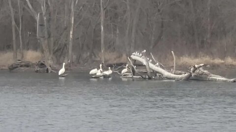 Pelicans by the River!