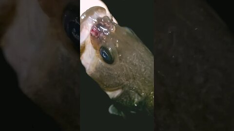 What is on its face?! #nightfishing