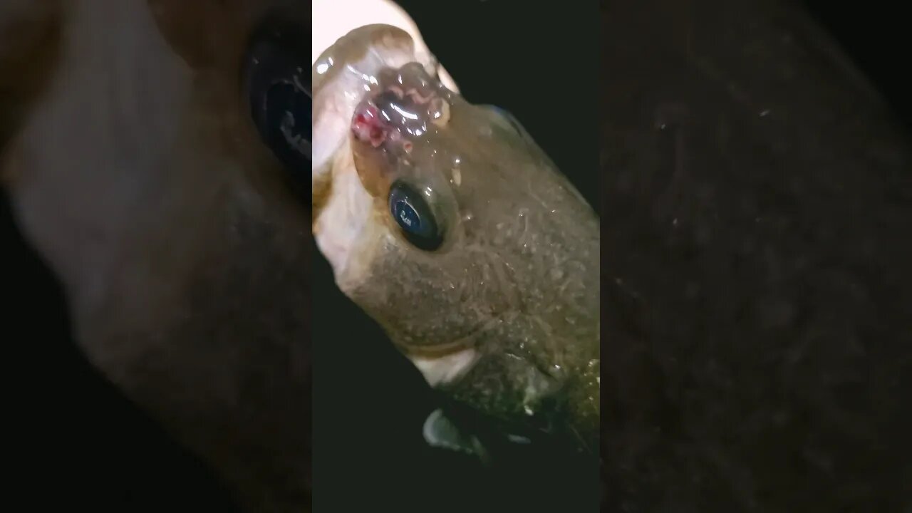 What is on its face?! #nightfishing