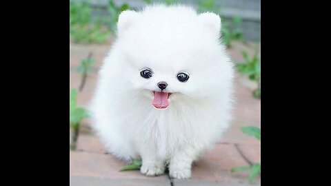 The is very funny dog babe