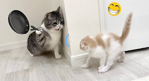 Funny animal video 😂😂 dog and cats