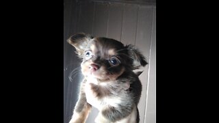 CKC Registered Chihuahua Puppies 3/5/22