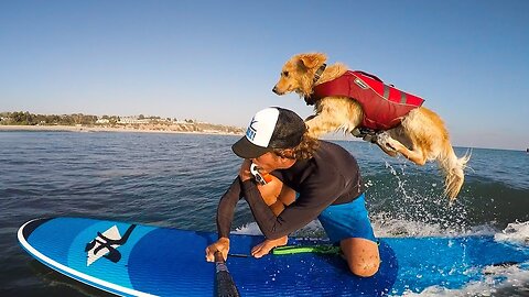 This Dog Can Surf? 😱