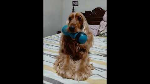 golden dog , shorts