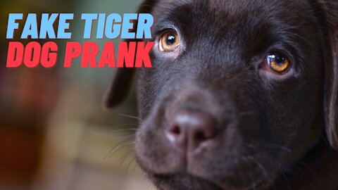 very funny fake tiger dog prank .... laugh laugh lol!!!