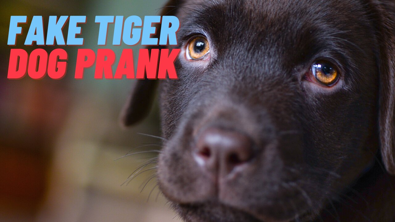 very funny fake tiger dog prank .... laugh laugh lol!!!