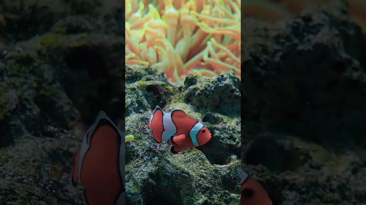 Coral Reef Clown Fish - Coral fish