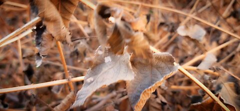 wind wave leaf view