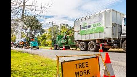 Tree Trimming Near Me: Local Expertise for Lush Trees