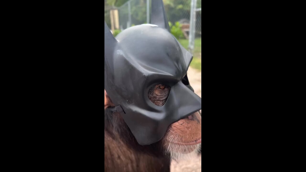 Batmonkey