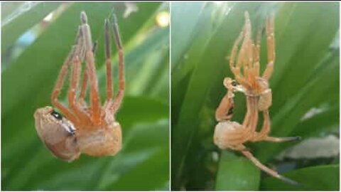 O momento em que uma aranha gigante muda de pele