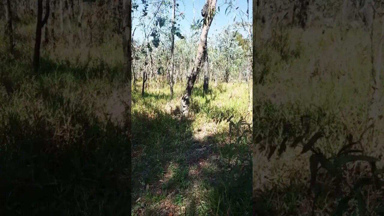 Goanna going up the tree 28th October 2022