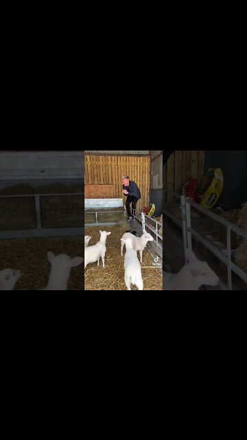 Gordon Ramsay what an ass (yes I am vegetarian).