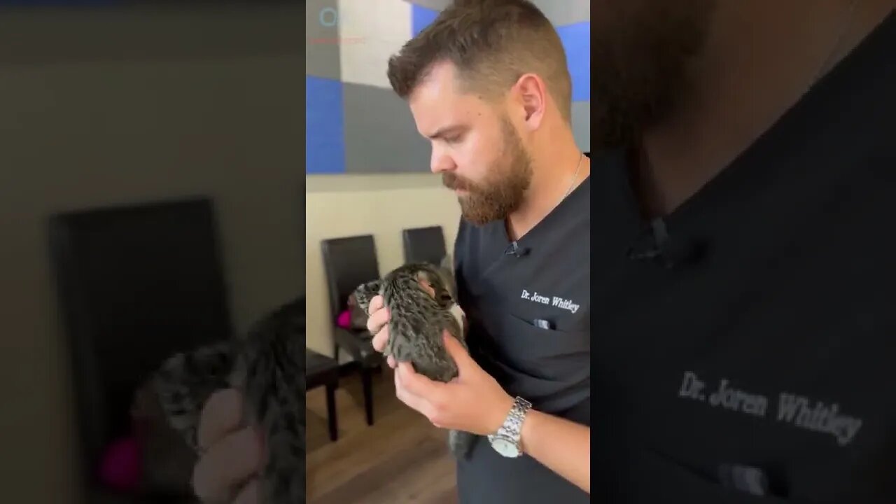 Kitten gets Chiropractic Adjustment