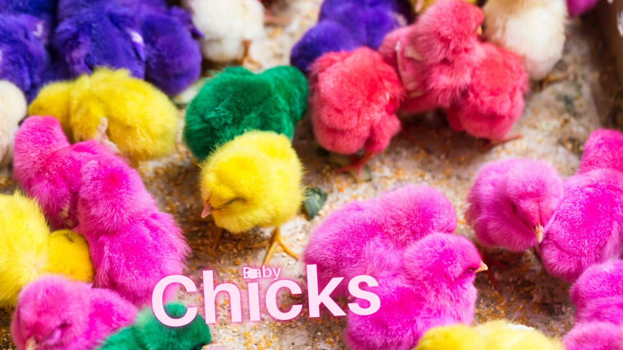 Baby Chicks Chirping Sounds / Cute Chicks