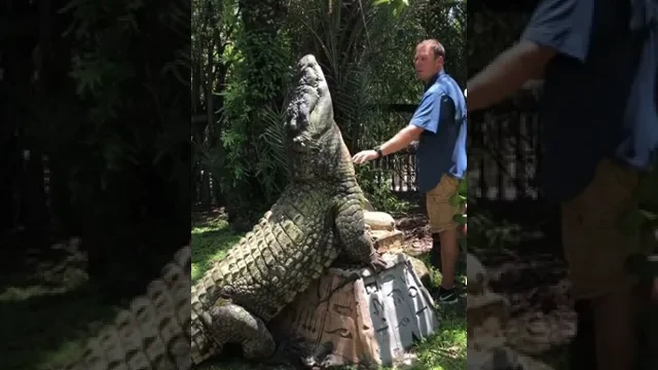 Man pets Alligator. #shorts