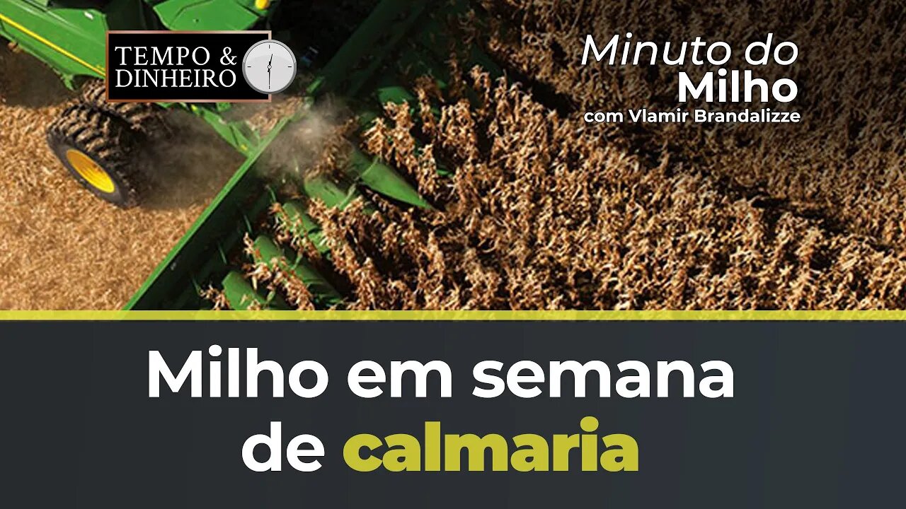 Milho em semana de calmaria