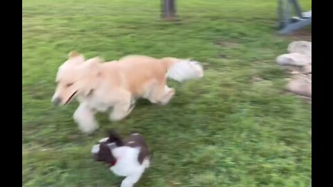 Ashlyn Zoomies, Look Out Link!