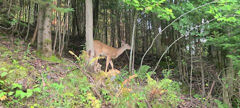 Deer gets spooked in the bush